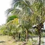 Bán đất vườn sầu riêng 27 ha mặt tiền ĐT 793 Tây Ninh - Ảnh thu nhỏ 3