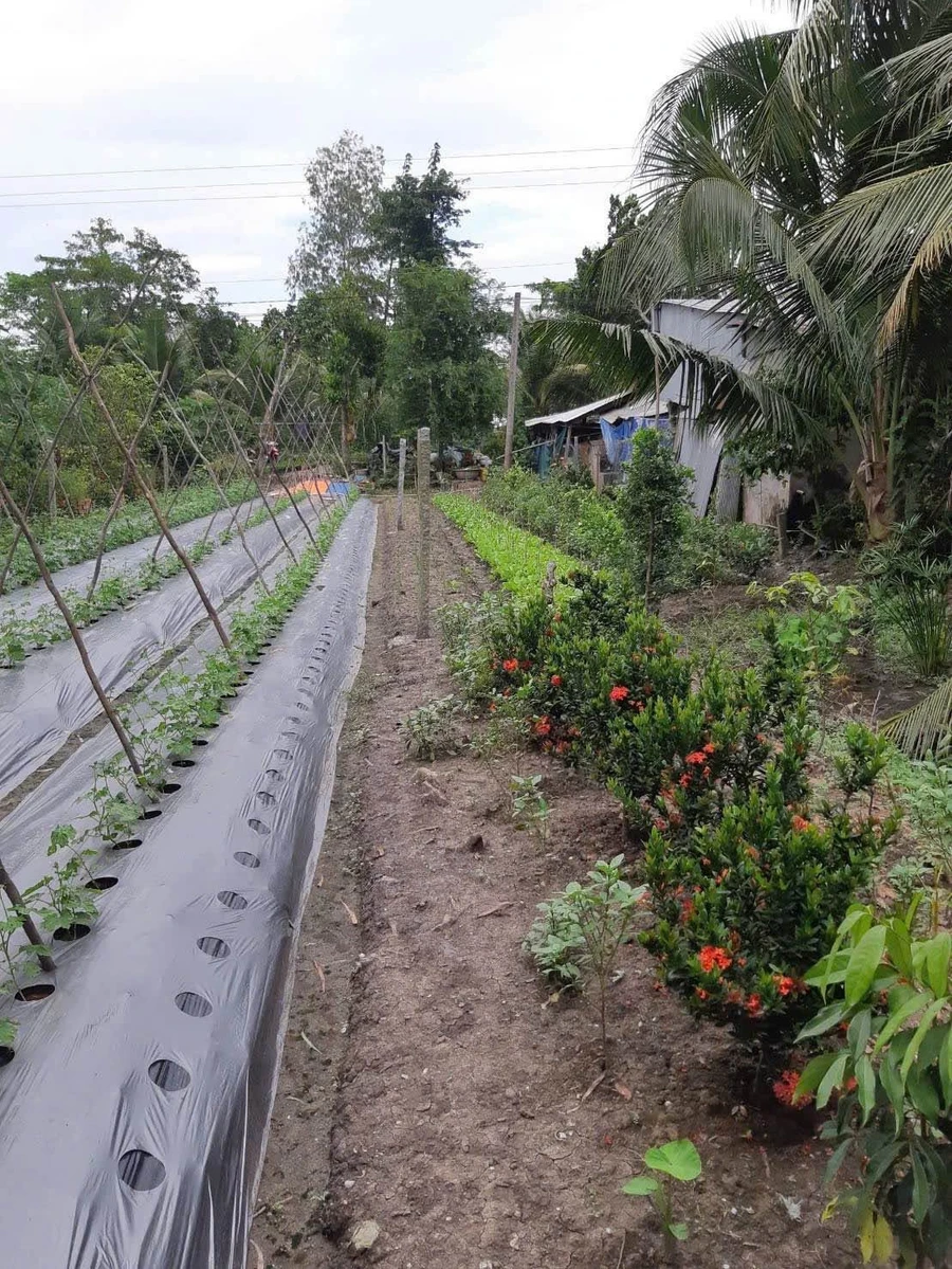 Bán nhà mặt tiền 71m² Phước Tỉnh Long Hải Bà Rịa Vũng Tàu terrace - Ảnh 1