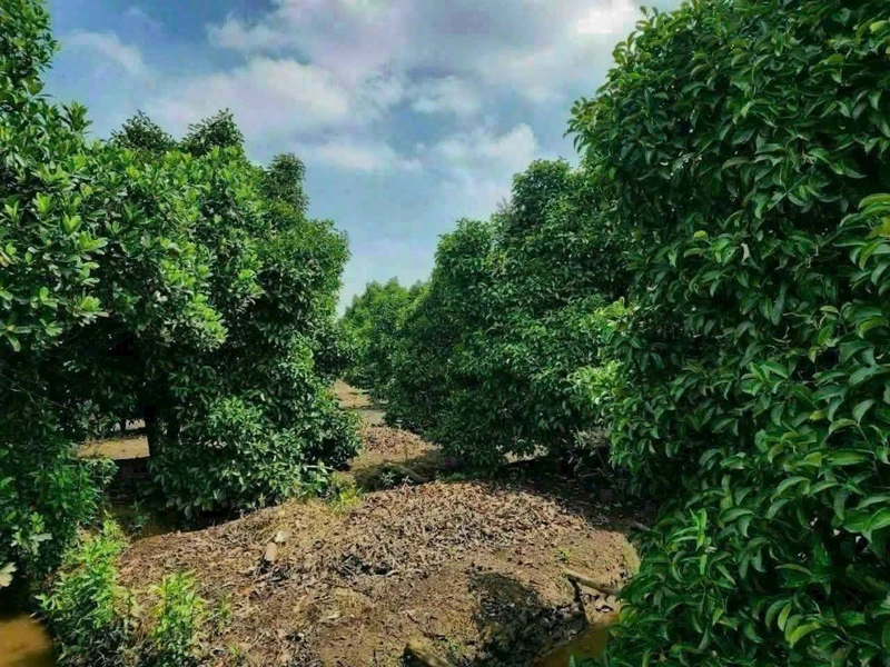 Bán đất Bàu Hàm 1000m2 giá 950 triệu 1408