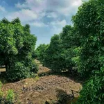 Bán đất vườn măng cụt Cần Giờ 5.888m2 giá 14,7 tỷ - Ảnh thu nhỏ 1