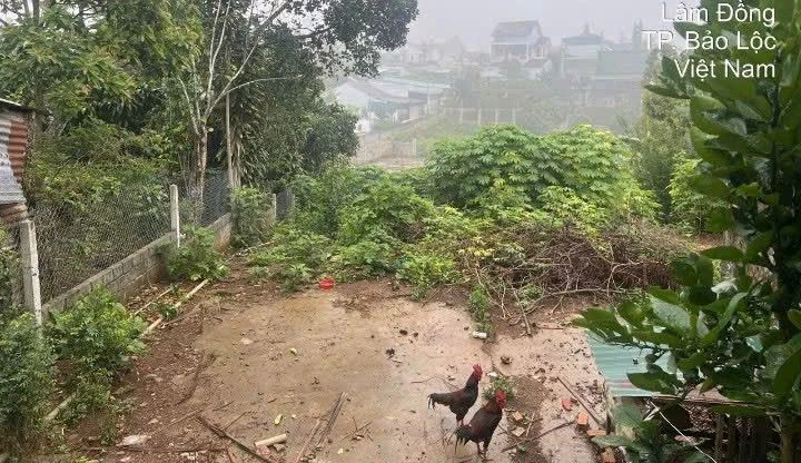 Bán nhà hẻm 905m2, 2 PN tại Phường 2, Bảo Lộc, Lâm Đồng - Ảnh 1