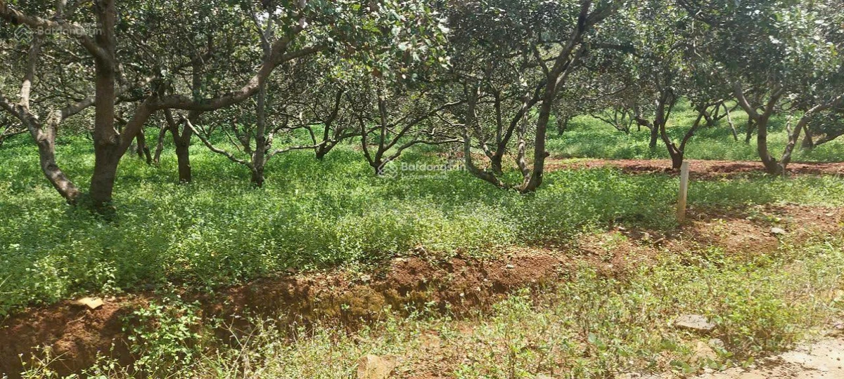 Bán gấp lô đất 1.076,7m², ngang 12m dài 90m quy hoạch khu dân cư, giá 450 triệu - Ảnh thu nhỏ 3