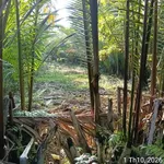 Bán đất vườn 1.356m² Phước Long, Vĩnh Long - Ảnh thu nhỏ 4