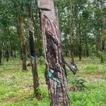 Bán nhanh 3,7ha đất vườn cao su và điều tại Phú Trung, Bình Phước - Ảnh thu nhỏ 2