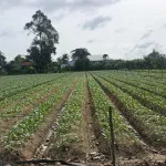 Bán đất cây lâu năm tại Cồn Bà Hoà Xã Bình Thạnh Huyện Châu Thành AG - Ảnh thu nhỏ 20