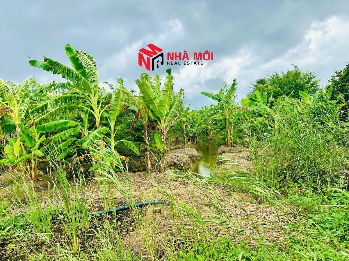 Bán nền mặt tiền Quốc lộ 1A Phú Hưng Cà Mau 1400m2 - Ảnh thu nhỏ 3