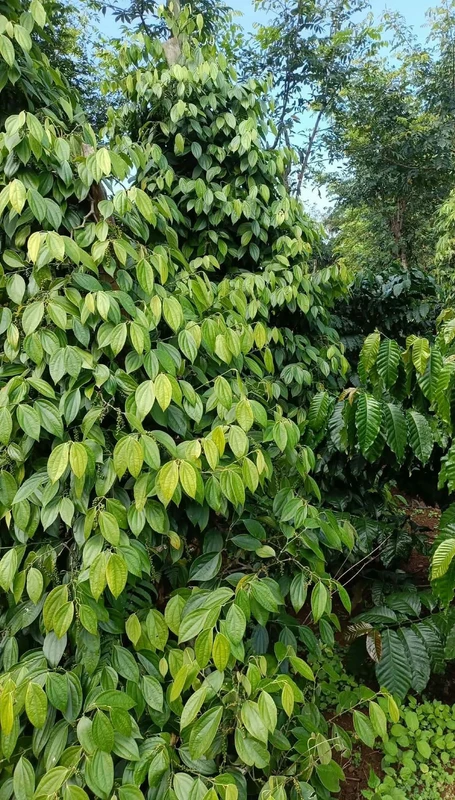Bán 9 hecta đất vườn cà phê, tiêu tại Lâm Đồng