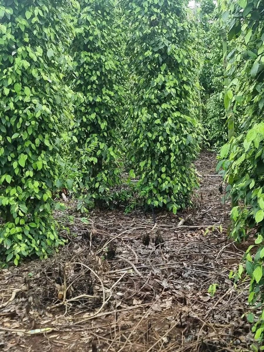 Bán đất trồng cây 2.700m² Xuân Đông, Đồng Nai - Ảnh thu nhỏ 3