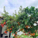 Bán nhà 5x25m (125m²) 1 tỷ 280 Bình Lộc - Ảnh thu nhỏ 1