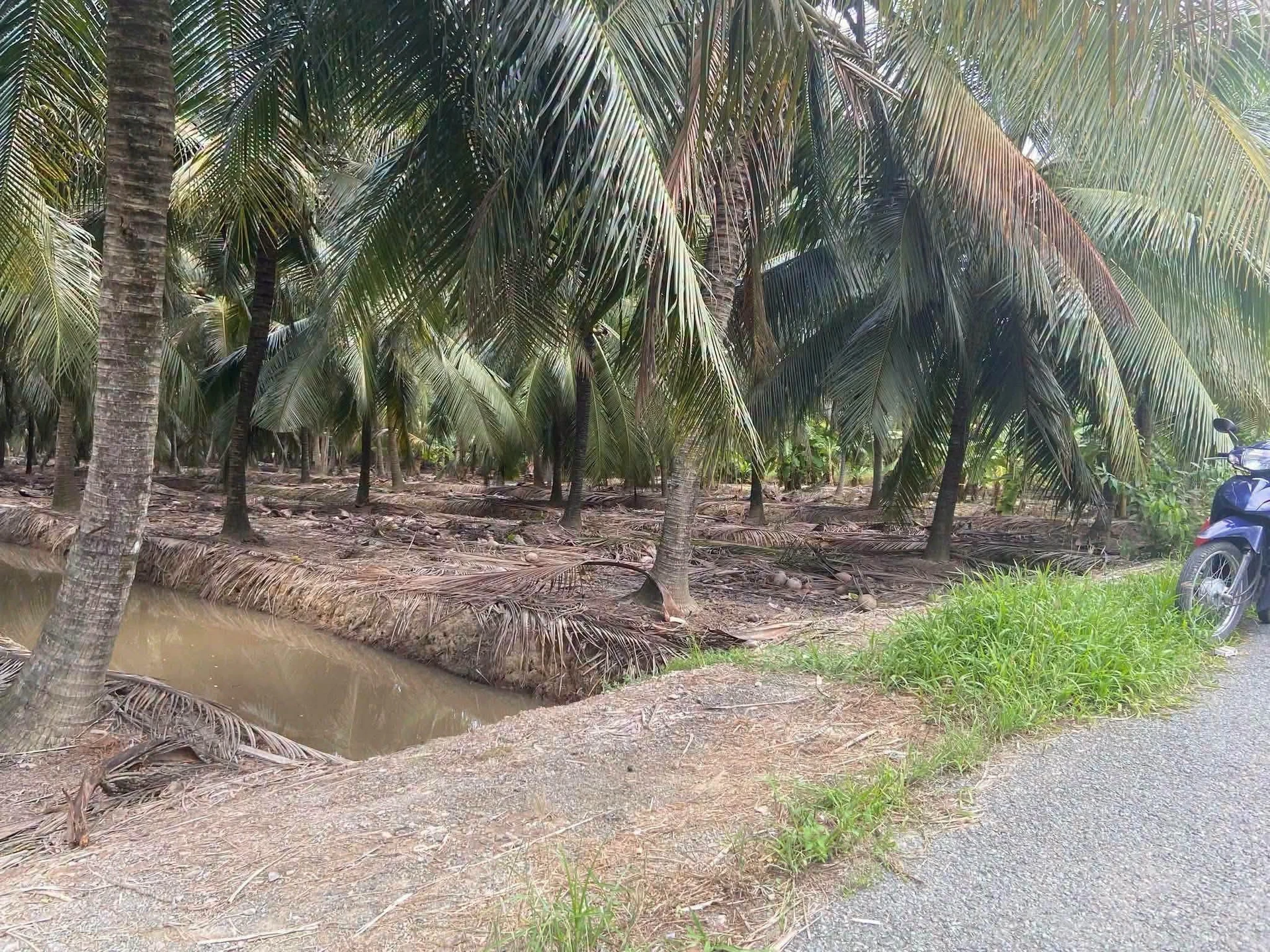 Bán đất vườn dừa 6,8 công Thới Lai 4,1 tỷ - Ảnh 1