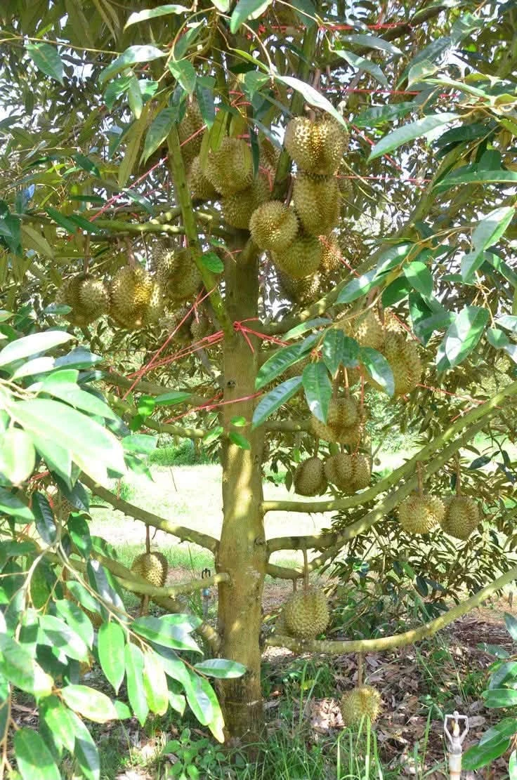 Bán đất 1ha mặt tiền 40m Đồng Tâm Bình Phước - Ảnh thu nhỏ 3