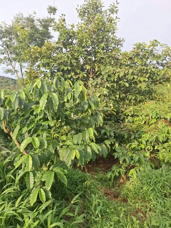 Bán đất thổ cư 6x19m đường nhựa gần chợ Sâm Bua, xã Song Lộc, Trà Vinh 2260m
