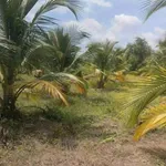 Bán 4800m2 đất vườn Tây Ninh 1 tỷ 850 triệu - Ảnh thu nhỏ 5