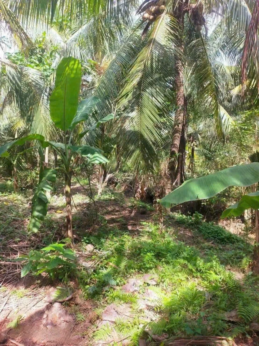 Bán đất vườn dừa 5.550m2 tại Xã Thuận Điền, Giồng Trôm, Bến Tre - Ảnh thu nhỏ 4