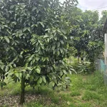 Bán 9932m2 đất giáp Suối Lớn - có sẵn thổ cư - mặt tiền nhựa lớn liên xã - Ảnh thu nhỏ 12