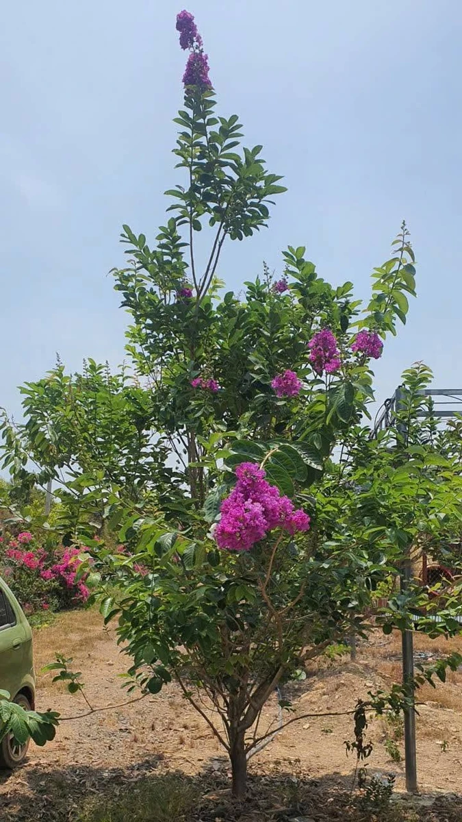 Bán nhà vườn 6000m² Hồ Trị An giá 3 tỷ - Ảnh thu nhỏ 5
