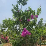 Bán nhà vườn 6000m² Hồ Trị An giá 3 tỷ - Ảnh thu nhỏ 5
