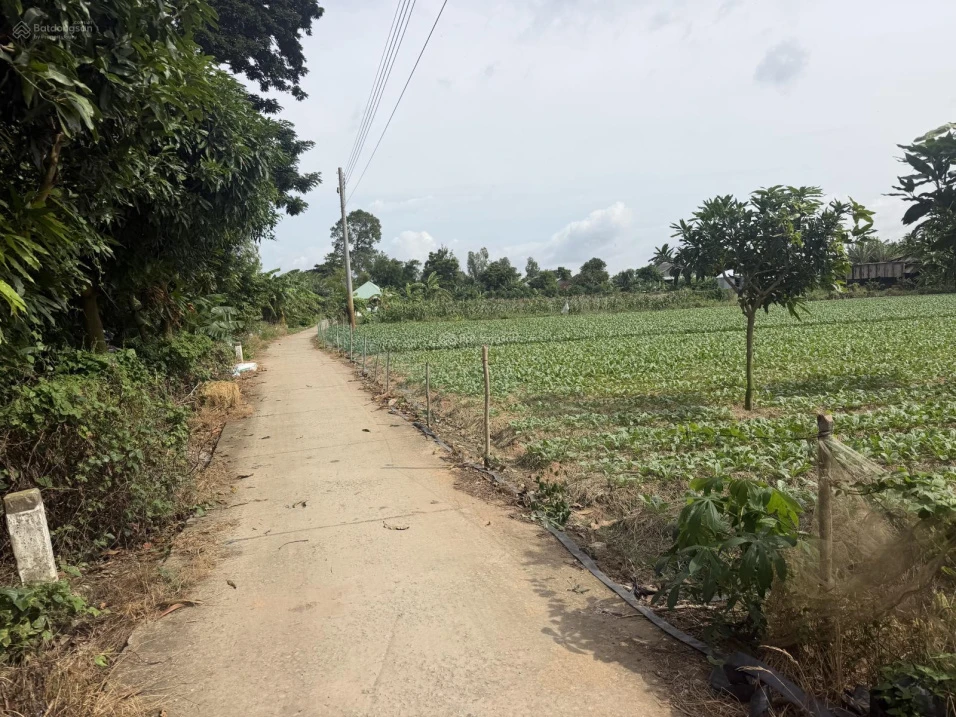 Bán đất cây lâu năm tại Cồn Bà Hoà Xã Bình Thạnh Huyện Châu Thành AG - Ảnh thu nhỏ 5