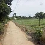 Bán đất cây lâu năm tại Cồn Bà Hoà Xã Bình Thạnh Huyện Châu Thành AG - Ảnh thu nhỏ 5