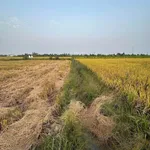 Bán 4 công đất lúa tại Phường Tân An, Long An - Ảnh thu nhỏ 4
