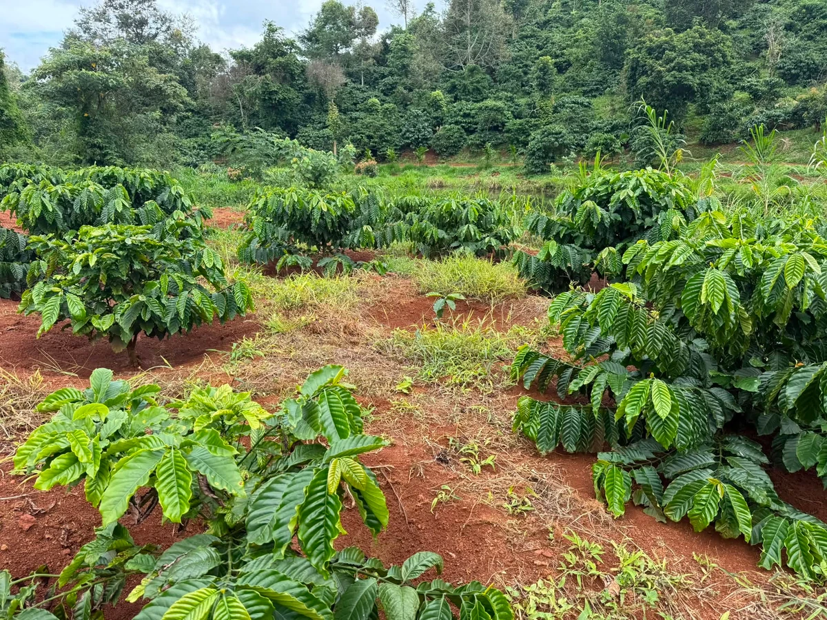 Bán đất Hóc Môn 2,9 ha gần trường Lương Thế Vinh 3,9 tỷ - Ảnh 1