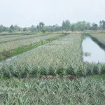 Chính chủ bán 19000m2, khu du lịch sinh thái Khóm cầu đúc, sẵn nhà, thổ cư, sổ hồng riêng - Ảnh thu nhỏ 18