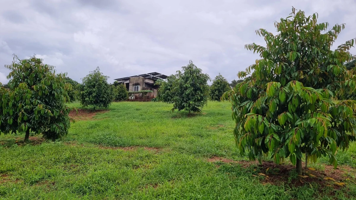 Bán đất sầu riêng 3,9ha Nghĩa Trung Đồng Nai 13,5 tỷ - Ảnh thu nhỏ 2