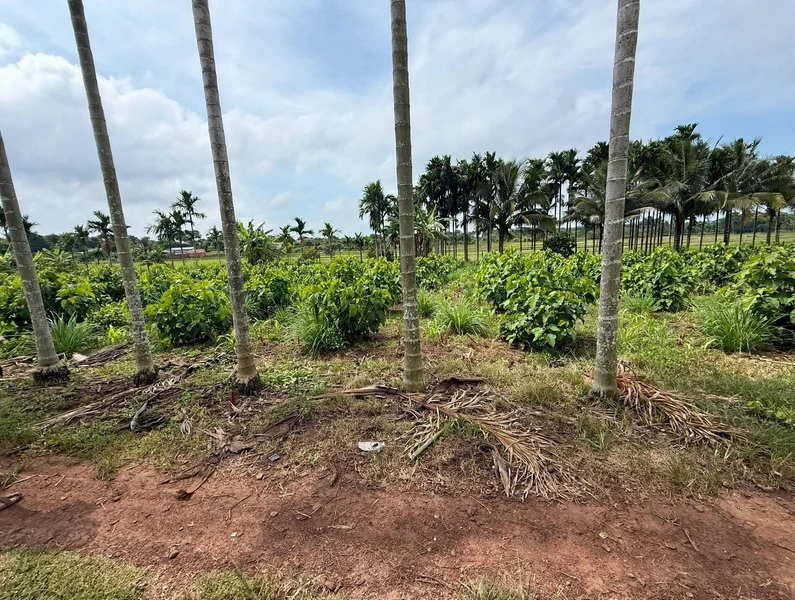 Bán đất nền 836m² view ruộng Tân Hòa, Buôn Đôn