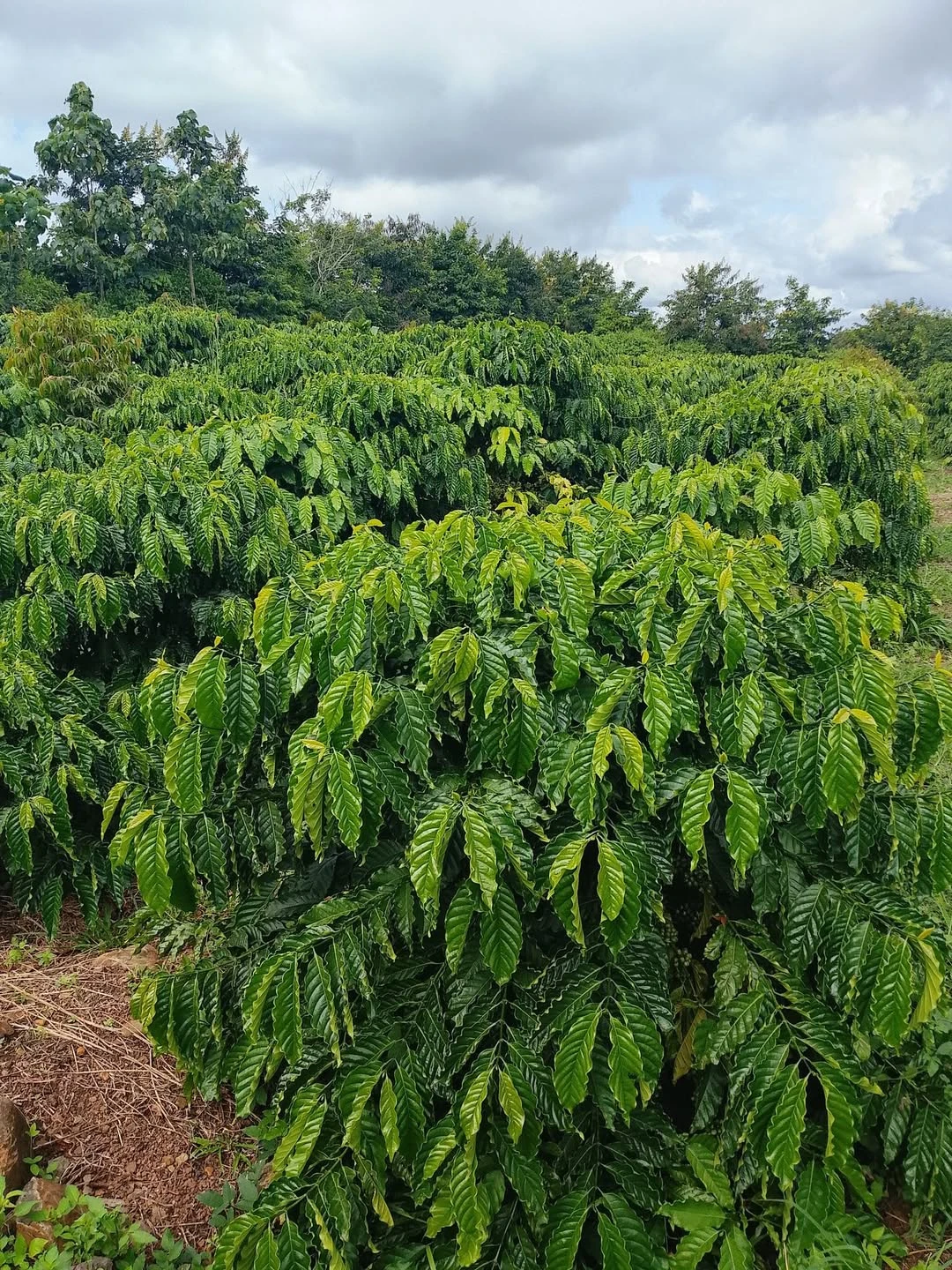 Bán đất kinh doanh 1ha3 Đắk Nông 2 tỷ 600 - Ảnh 1