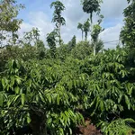 Sang nhượng rẫy 1 ha có 400m² thổ cư tại xã Cư Suê, Cư M'gar, Đắk Lắk - Ảnh thu nhỏ 1