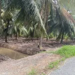 Bán đất vườn dừa 6,8 công mặt tiền đê tây Thới Lai - Ảnh thu nhỏ 4