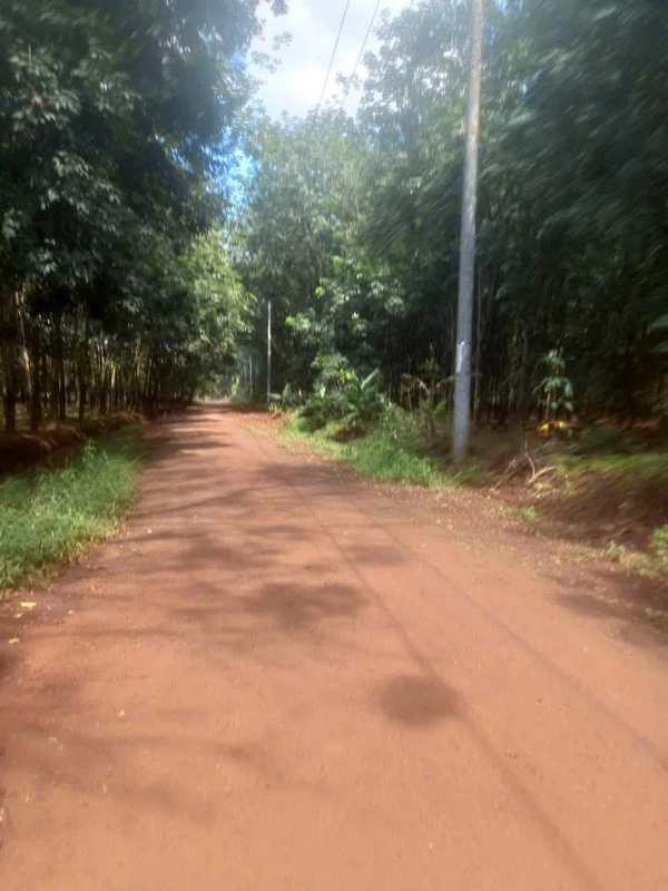 Bán 2,2 hectare đất cao su Thuận Phú