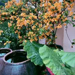 Cần chuyển nhượng villa hơn 4000M vận hành tốt Cao Dương Lương Sơn Phú Thọ (Hòa Bình cũ) 13,x tỷ - Ảnh thu nhỏ 9