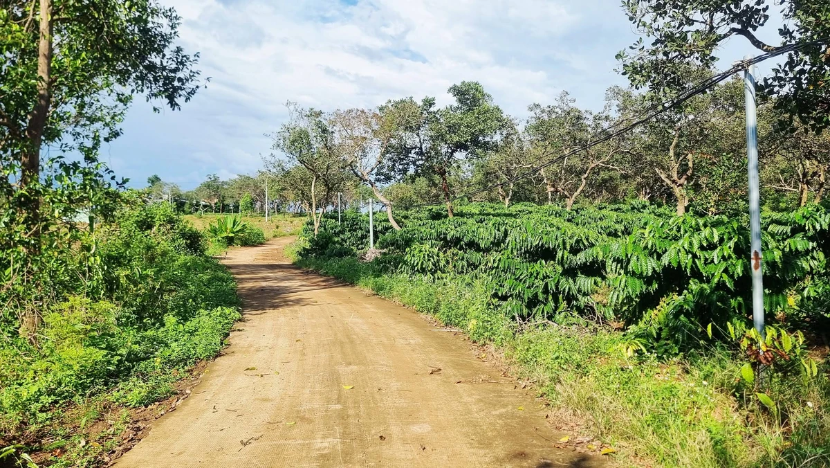 Bán đất 4ha mặt tiền 145m Cần Giờ 2,5 tỷ/ha - Ảnh thu nhỏ 2