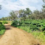 Bán đất 4ha mặt tiền 145m Cần Giờ 2,5 tỷ/ha - Ảnh thu nhỏ 2