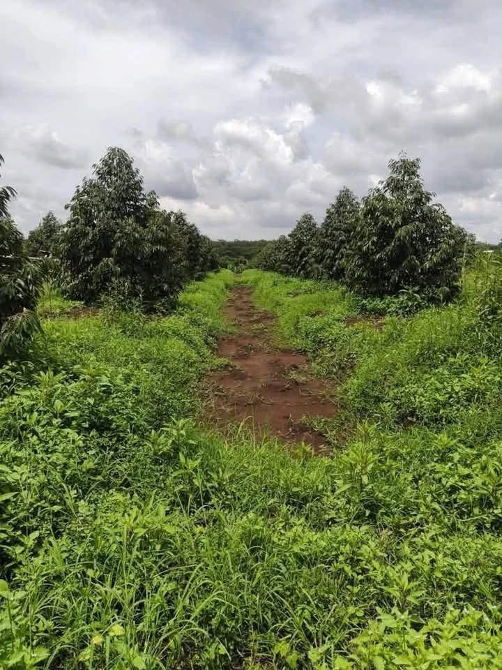 Bán 3.6 ha sầu riêng Đồng Phú, Bình Phước - Ảnh thu nhỏ 2