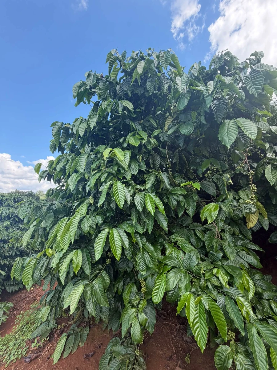 Bán nhanh vườn cà phê 2 hecta, sản lượng 8-9 tấn, Gia Lai - Ảnh thu nhỏ 4