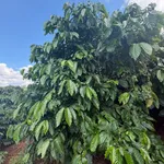 Bán nhanh vườn cà phê 2 hecta, sản lượng 8-9 tấn, Gia Lai - Ảnh thu nhỏ 4
