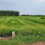 5x25 full thổ. Gần Nông trường Cao su Cầu Khởi. 195tr hết đất - Ảnh thu nhỏ 9