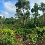 Bán đất mặt đường Ông Thánh An Tôn 100m² Hóc Môn - Ảnh thu nhỏ 2