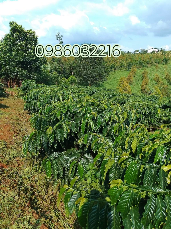 Bán 1,9 ha đất rẫy cà phê, tiêu, sầu riêng có nhà và ao tại Bắc Gia Nghĩa