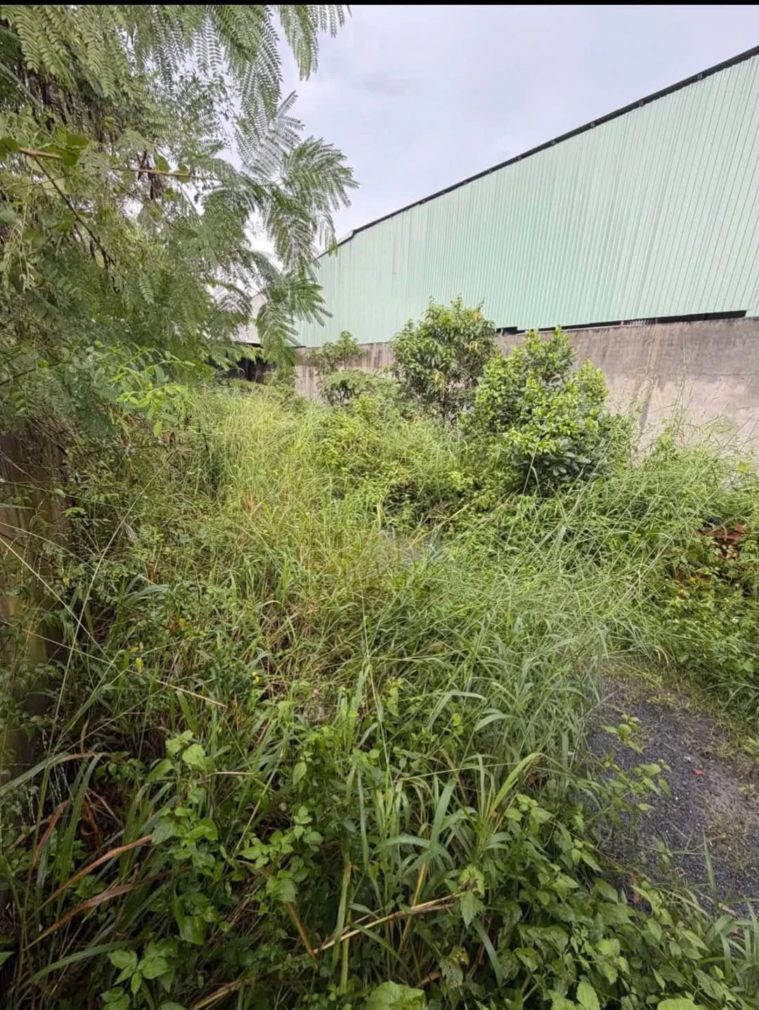 Bán lô đất sổ chung 450m² mặt tiền Trảng Dai - Ảnh 1