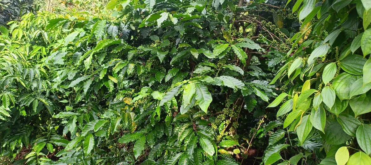Bán đất nông nghiệp 1ha8 tại Đắk Hạ, giá 3 tỷ 600 triệu - Ảnh thu nhỏ 2