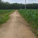Bán đất 1000m2 mặt tiền Thuận Lợi Đồng Phú 200 triệu - Ảnh thu nhỏ 2