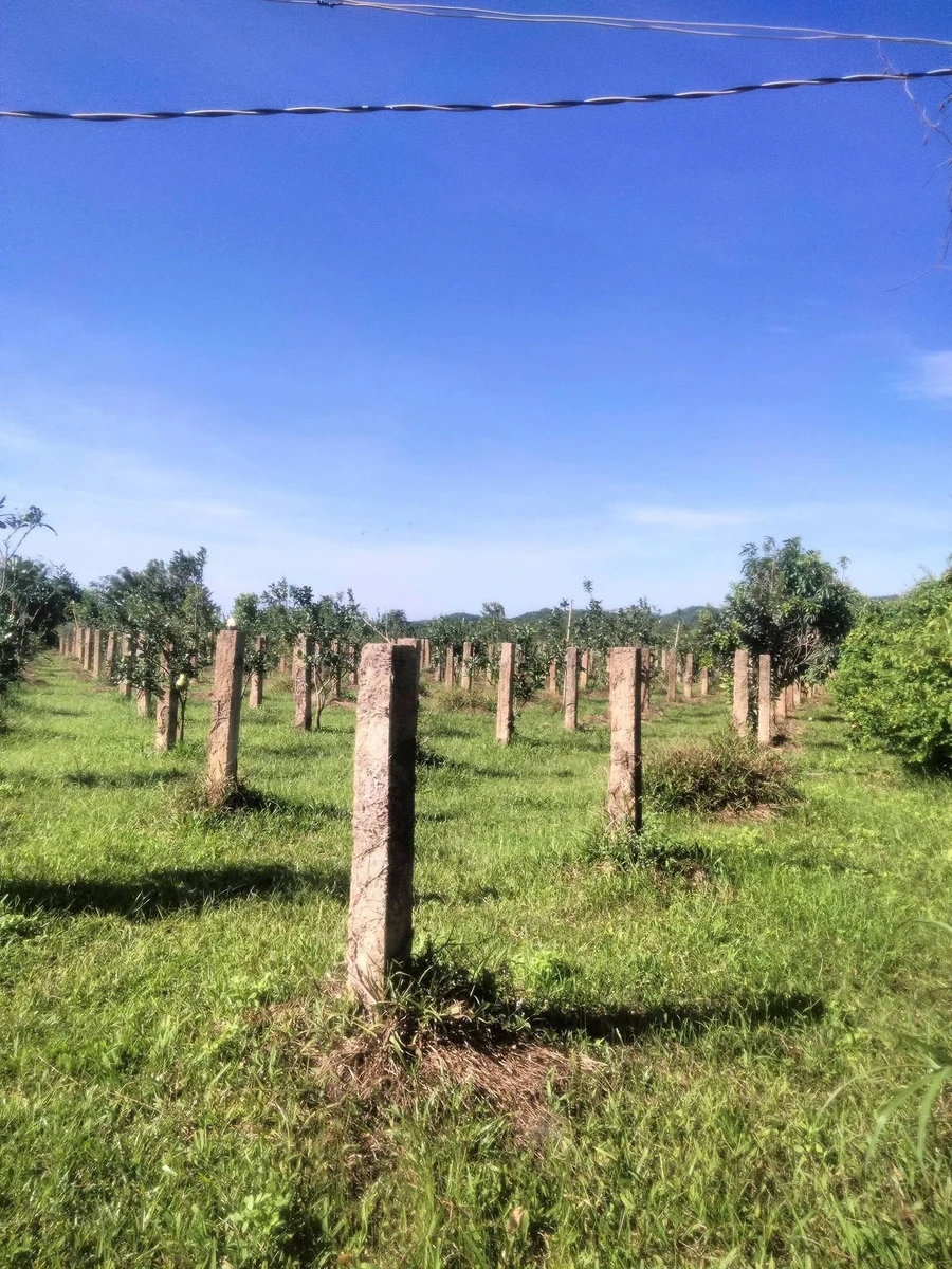 Bán 6.000m² đất Thuận Hòa Hàm Thuận Bắc 1,1 tỷ - Ảnh thu nhỏ 5
