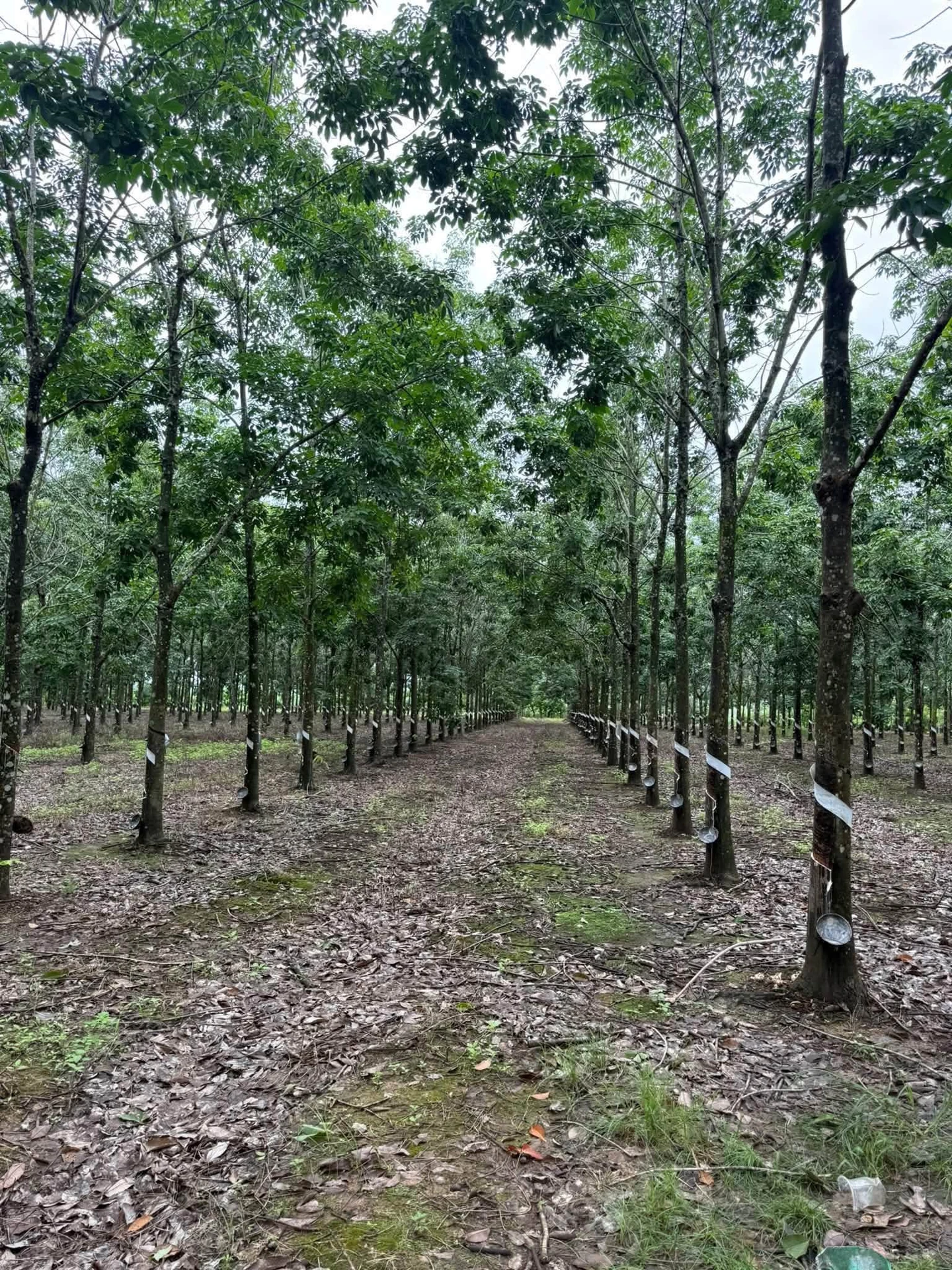 Bán 4,2 ha đất trồng cao su đang thu hoạch, giá 2,2 tỷ, huyện Ea Súp, Đắk Lắk - Ảnh 1