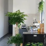 Bán đất Tiến thành Đồng Nai 175m² 1 phòng, giá 900 triệu - Ảnh thu nhỏ 2