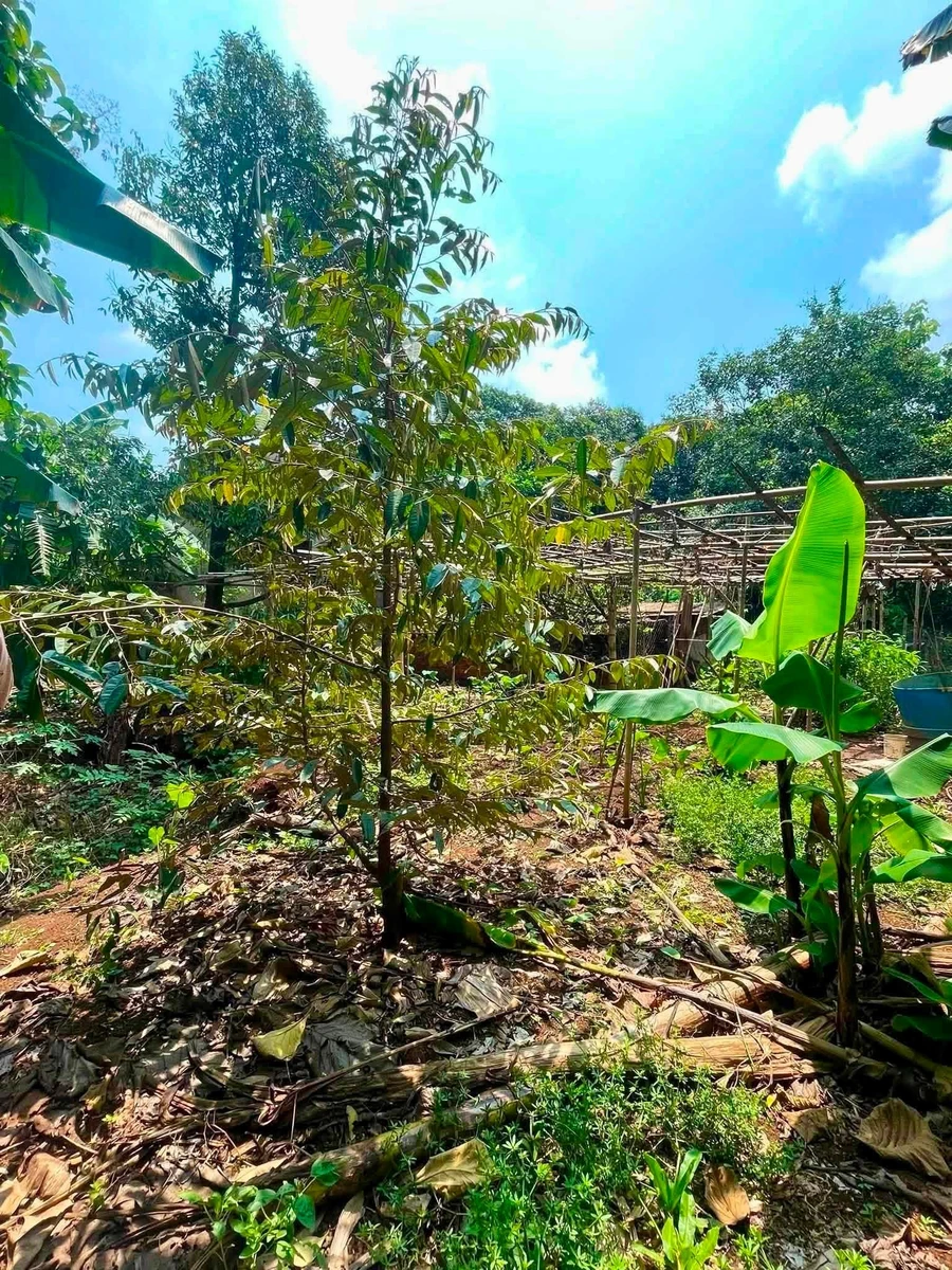 Bán 3 sào đất mặt tiền Chu Văn An, Đồng Nai - Ảnh thu nhỏ 2