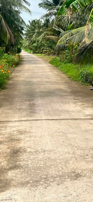 Bán đất nông thôn 4800m² tại xã Tân Xuân, Ba Tri, Bến Tre