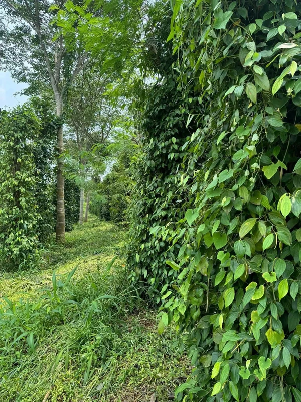 Bán đất thổ cư 5,6x18m hẻm Y Moan, Buôn Ma Thuột, giá 2,45 tỷ dnghiep